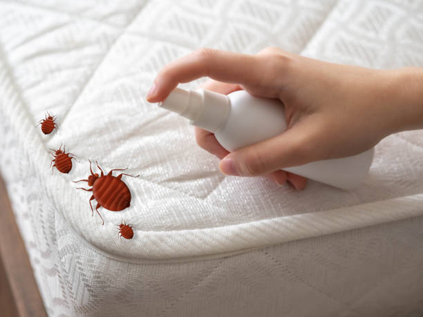 Best Spider Control Near Me  in Garden City, SC